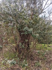 Eucalyptus crenulata