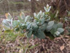 Eucalyptus crenulata