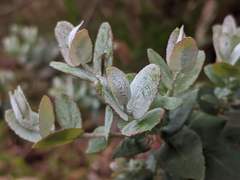 Eucalyptus crenulata