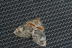 Dysstroma hersiliata