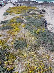 Chenolea diffusa