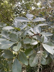 Carya glabra
