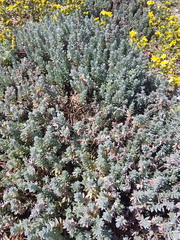 Chenolea diffusa