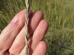 Leymus chinensis