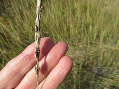 Leymus chinensis
