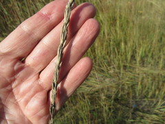 Leymus chinensis