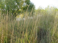 Leymus chinensis