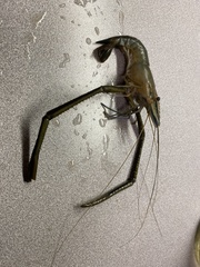 Macrobrachium acanthurus