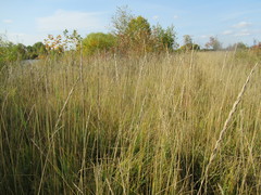 Leymus chinensis