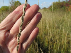 Leymus chinensis