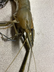 Macrobrachium acanthurus