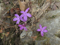 Pseuderanthemum praecox