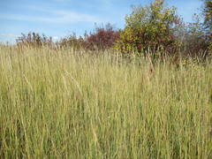 Leymus chinensis