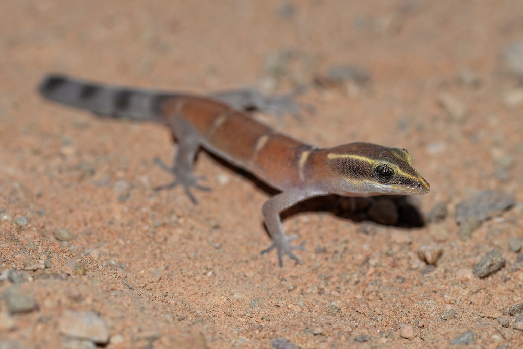 Djebel Bani Lizard-Toed Gecko