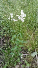 Penstemon