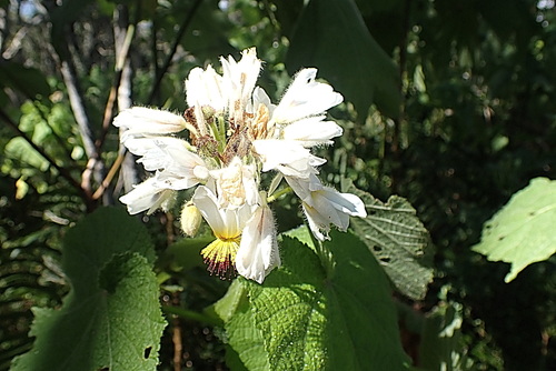 Sparrmannia africana