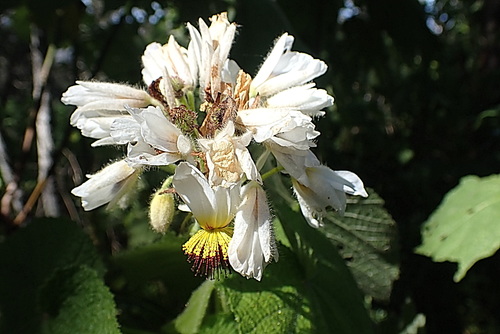 Sparrmannia africana