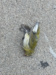 Leiothlypis peregrina