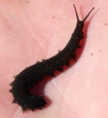 Peripatopsis capensis