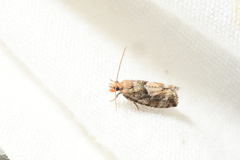 Zeiraphera canadensis