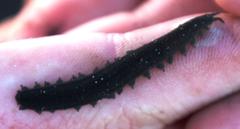 Peripatopsis capensis