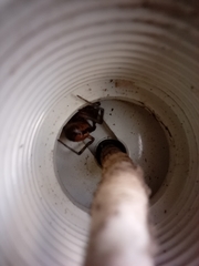 Steatoda nobilis