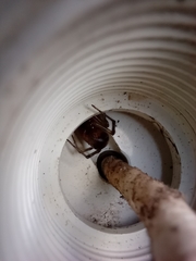 Steatoda nobilis