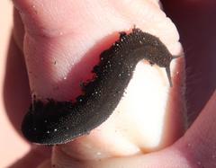 Peripatopsis capensis