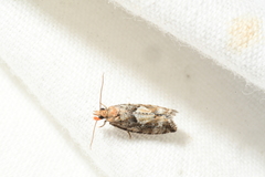 Zeiraphera canadensis