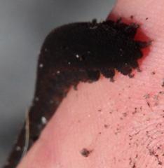 Peripatopsis capensis