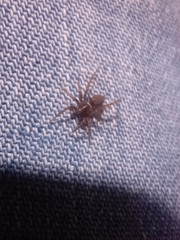 Pardosa