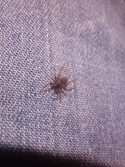 Pardosa