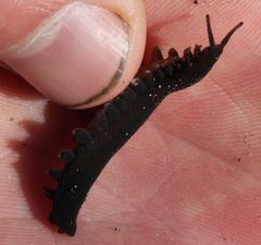 Peripatopsis capensis