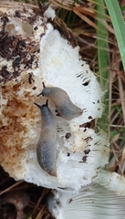 Krynickillus melanocephalus