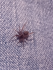 Pardosa