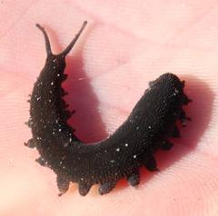 Peripatopsis capensis