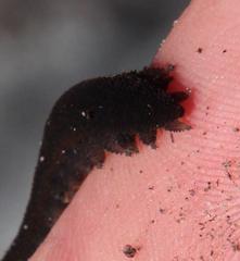 Peripatopsis capensis