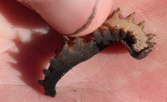 Peripatopsis capensis