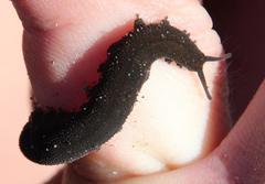 Peripatopsis capensis