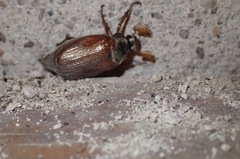 Melolontha melolontha