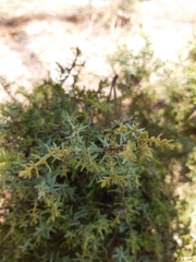 Juniperus navicularis