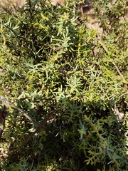 Juniperus navicularis