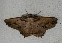 Menophra decorata