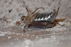 Melolontha melolontha