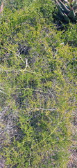 Asparagus multiflorus