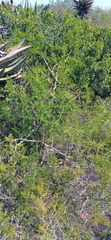 Asparagus multiflorus