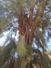Casuarina cunninghamiana
