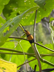 Calopteron terminale