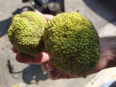 Maclura pomifera