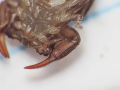 Euscorpius garganicus